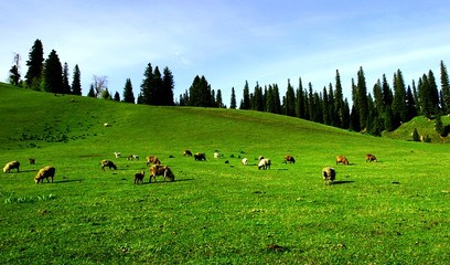 巴音布鲁克景区5